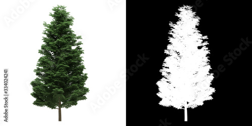 Front view of tree (Cupressoncyparis Leylandii) png with alpha channel to cutout made with 3D render