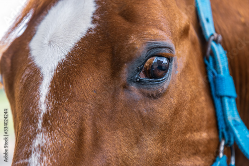 Detalhe dos olhos de um cavalo marrom, da raça quarto de milha.