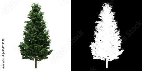 Left view of tree (Cupressoncyparis Leylandii) png with alpha channel to cutout made with 3D render