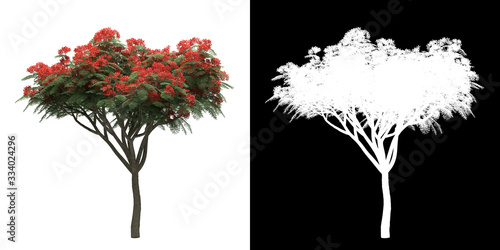 Front view of tree (Delonix Regia) png with alpha channel to cutout made with 3D render photo