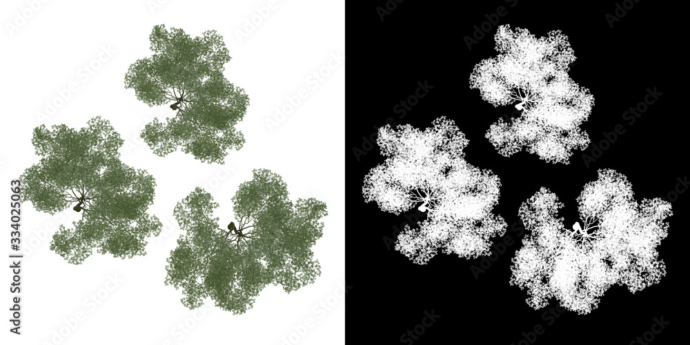 Top view of tree (Forest) png with alpha channel to cutout made with 3D ...