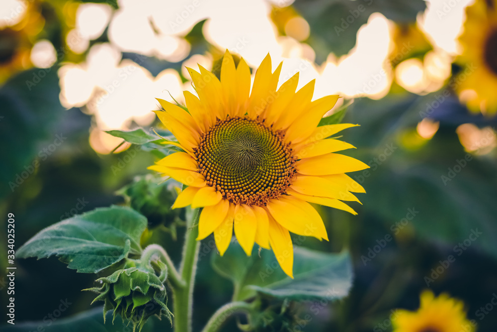Obraz premium sunflowers