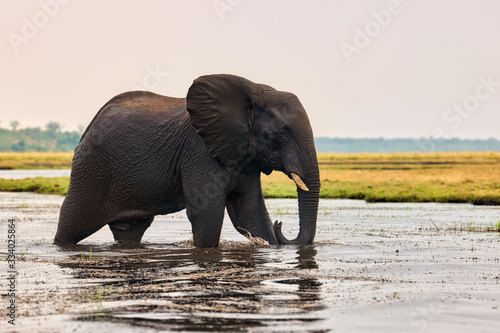 Elephant  Loxodonta africana  walks in the water.