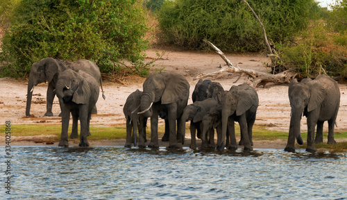 Canvas Print Herd of elephants drinks along the river.