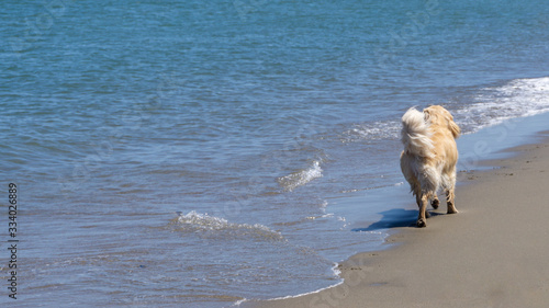 Golden retriever walking by the sea on a summer day © TanerMuhlis
