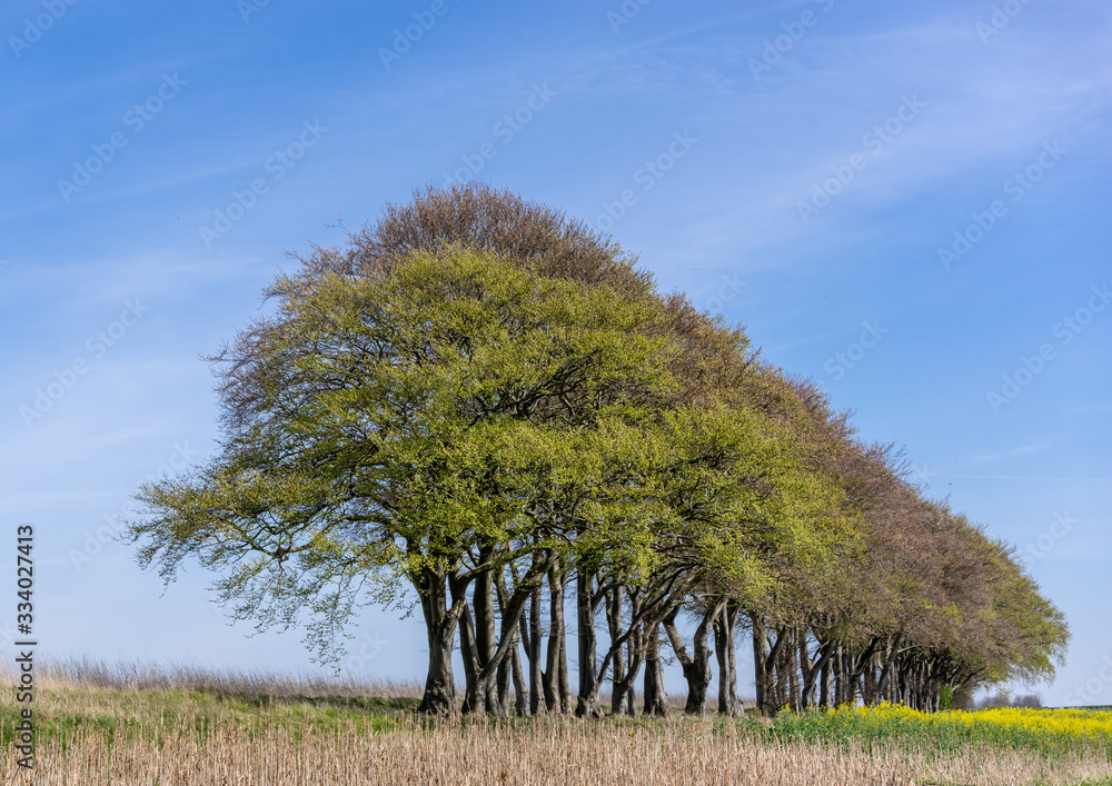 Line of trees in Fairydale Yorkshire