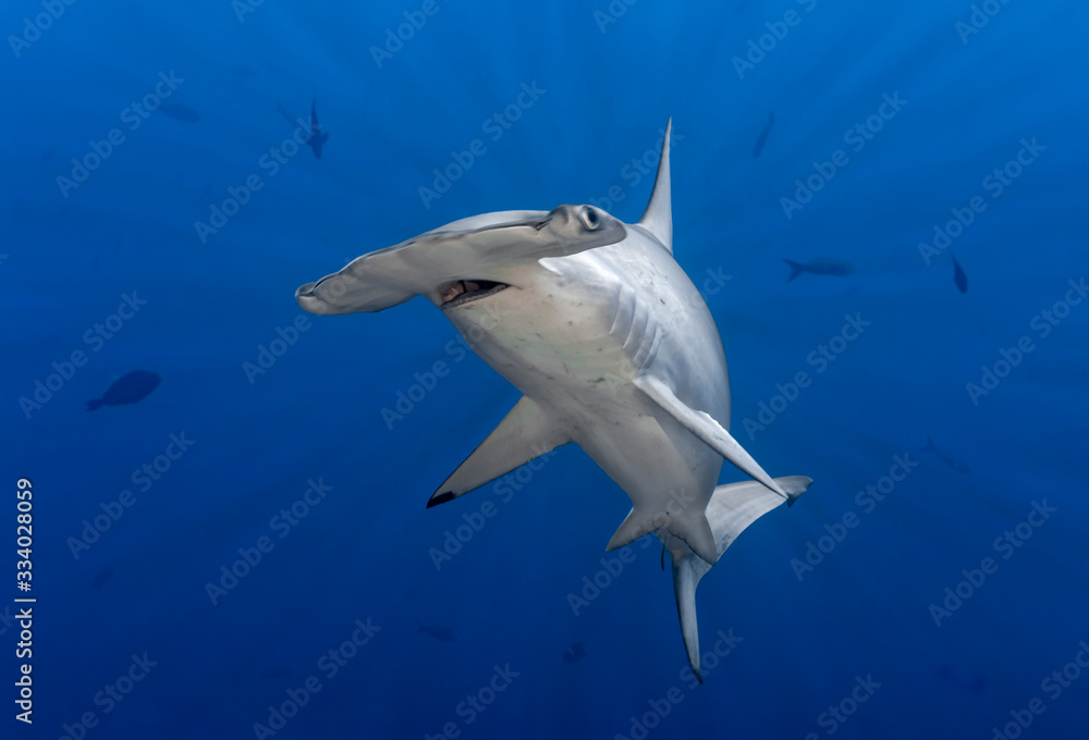 Hammerhead shark in sun rays - obrazy, fototapety, plakaty 