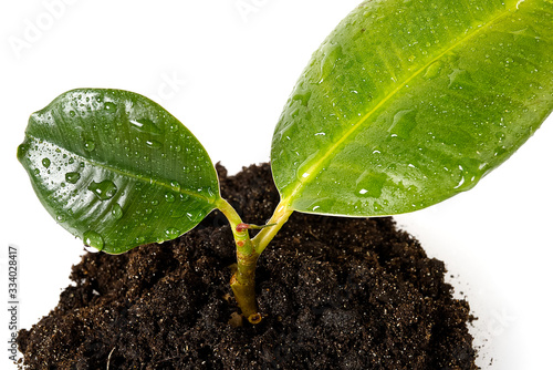 young sprout of a ficus. eco concept future earth. home flower care. green thinking concept. Green living concept. photo