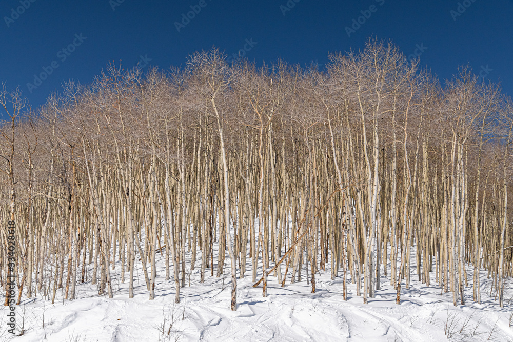 Winter scene in colorado snowy mountains Winter scene in colorado snowy mountains