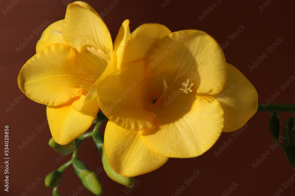 Fototapeta premium Covid-19 can't cancel spring 2020