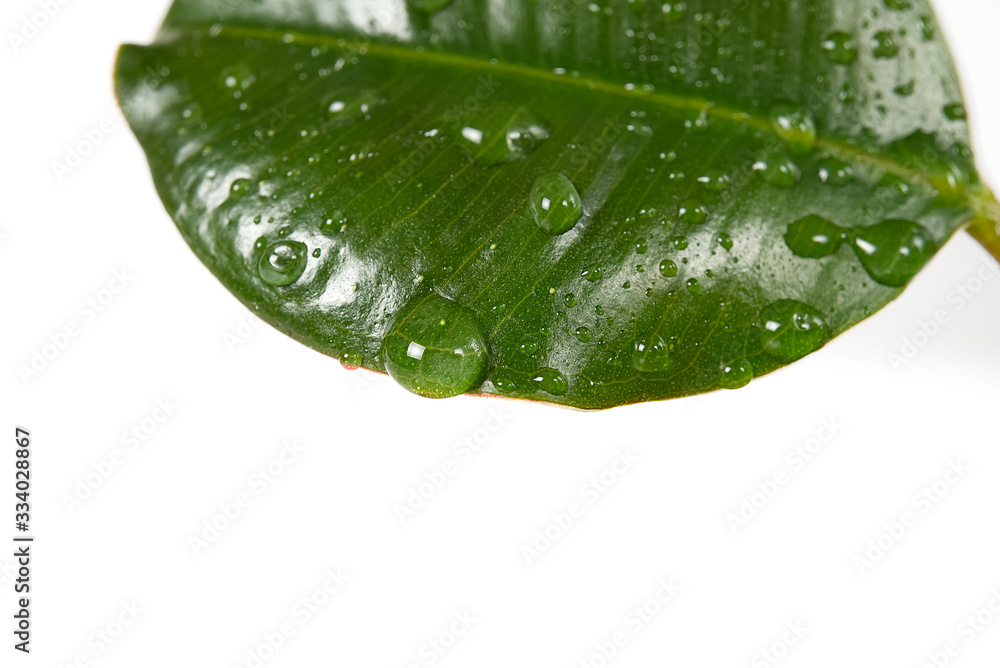 Fototapeta premium Young Ficus or rubber plant with water drops, isolated on white close - up.