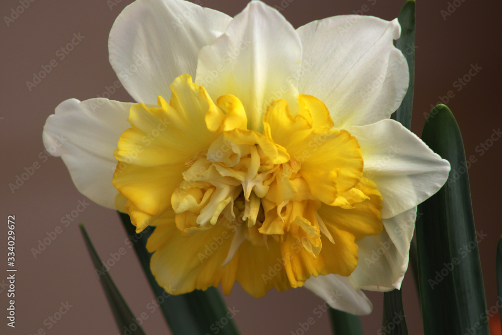 Fototapeta premium Covid-19 can't cancel spring 2020