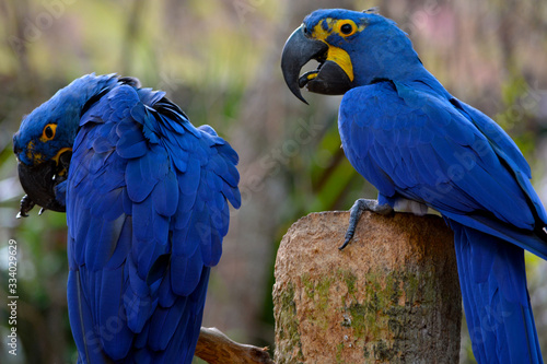 Pair of blue Hyacinth Macaw parrots sitting together while one grooms his feathers, bokeh background