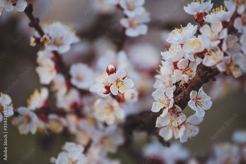 Beautiful floral spring abstract background of nature. Branches of blossoming apricot macro with soft focus on gentle light blue sky background. For easter and spring greeting cards with copy space Beautiful floral spring abstract background of nature. Branches of blossoming apricot macro with soft focus on gentle light blue sky background. For easter and spring greeting cards with copy space