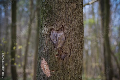 heart shape in a tree