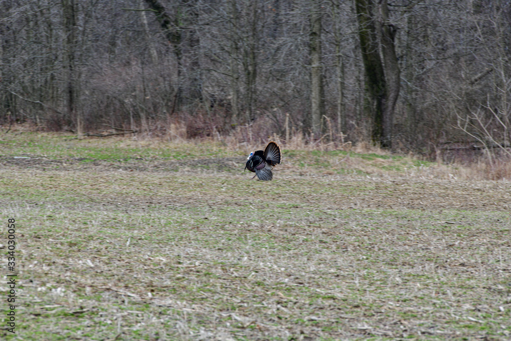 Strutting Tom Strutting Tom
