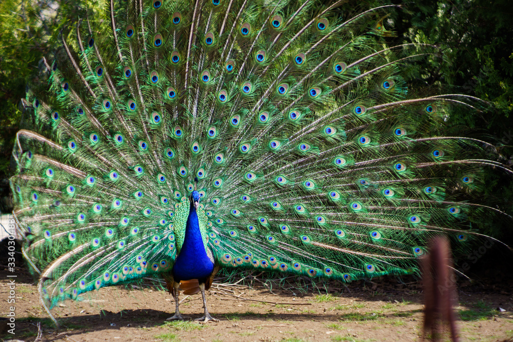 Obraz premium Peacock with majestic spreaded tail feathers filling the photograph