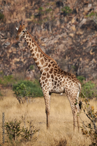 Lonely giraffe in the savannah.