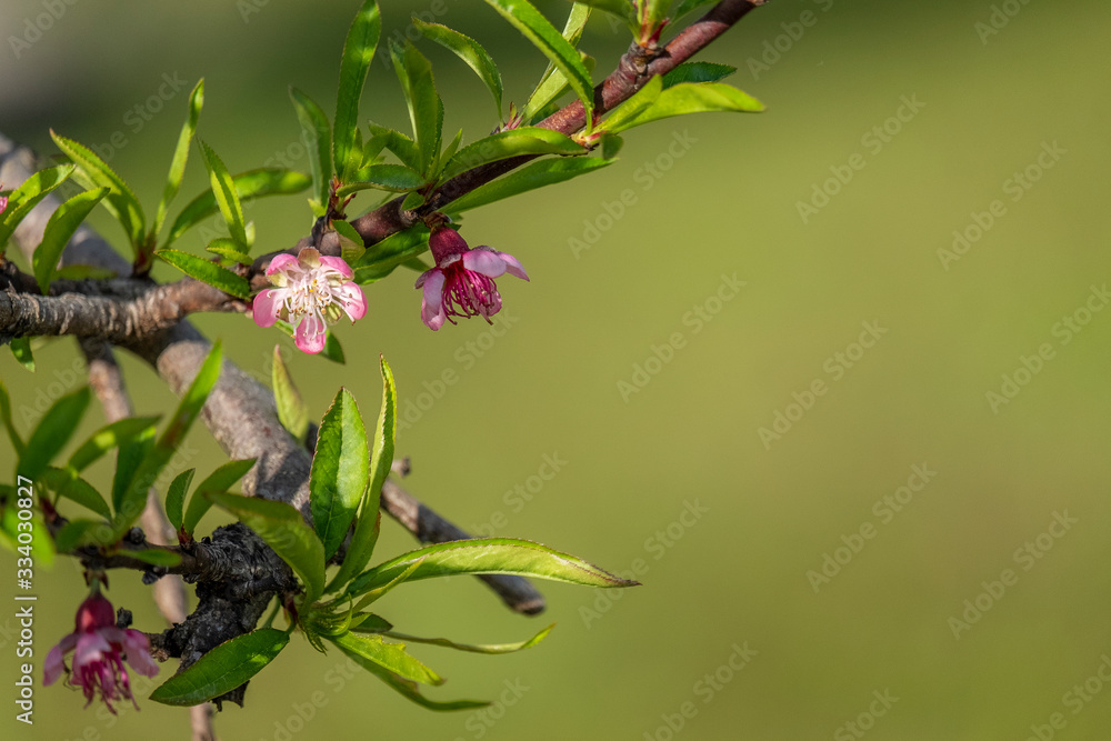 bonita flor na árvore na primavera com fundo desfocado bonita flor na árvore na primavera com fundo desfocado