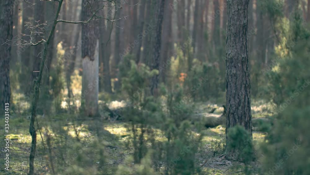 Morning in beautiful wood, with old, great trees. Morning in beautiful wood, with old, great trees.