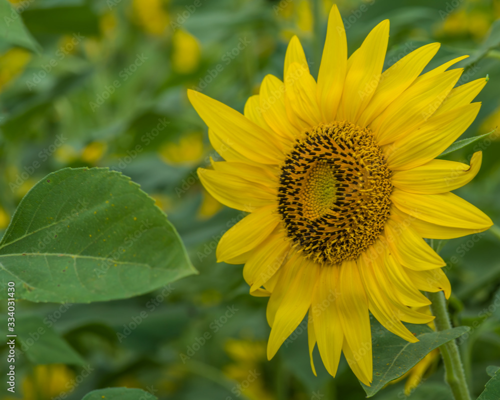 Fototapeta premium Sunflowers ready to harvest