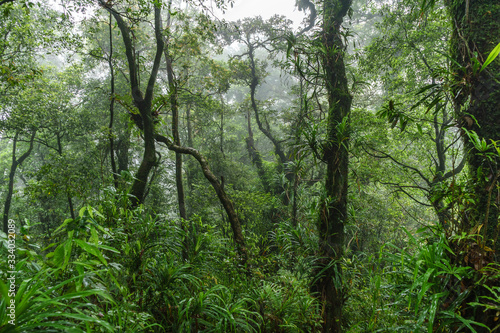 Super dense jungle on a cloudy wet day seen while hiking Rajabasa Volcano in South Sumatra, Indonesia