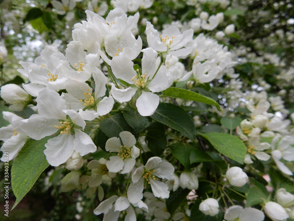 Fototapeta premium spring blooming delicate white flowers pear trees on a blurred background