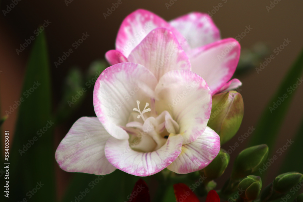 Obraz premium Covid-19 can't cancel spring 2020