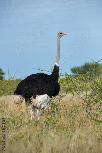 Male ostrich, Struthio camelus,  walks in the savannah