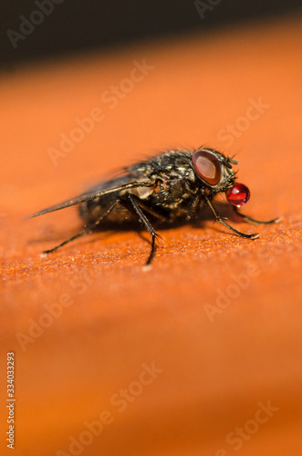 Fly eating a red drop in macro