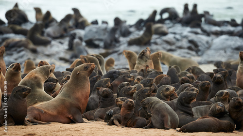Colony of cape fur seals, Arctocephalus pusillus, in Namibia
