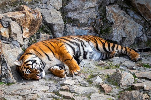 Tiger lying on a stone in the zoo