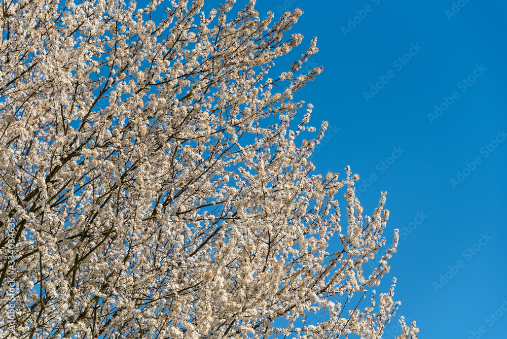 White blossoms on an ornamental tree against a clear blue sky White blossoms on an ornamental tree against a clear blue sky