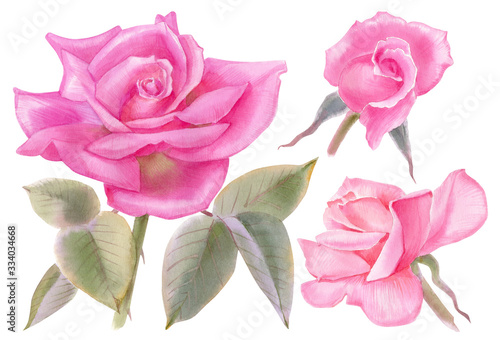 Vintage set of blooming roses. Watercolor botanical illustration of a roses.