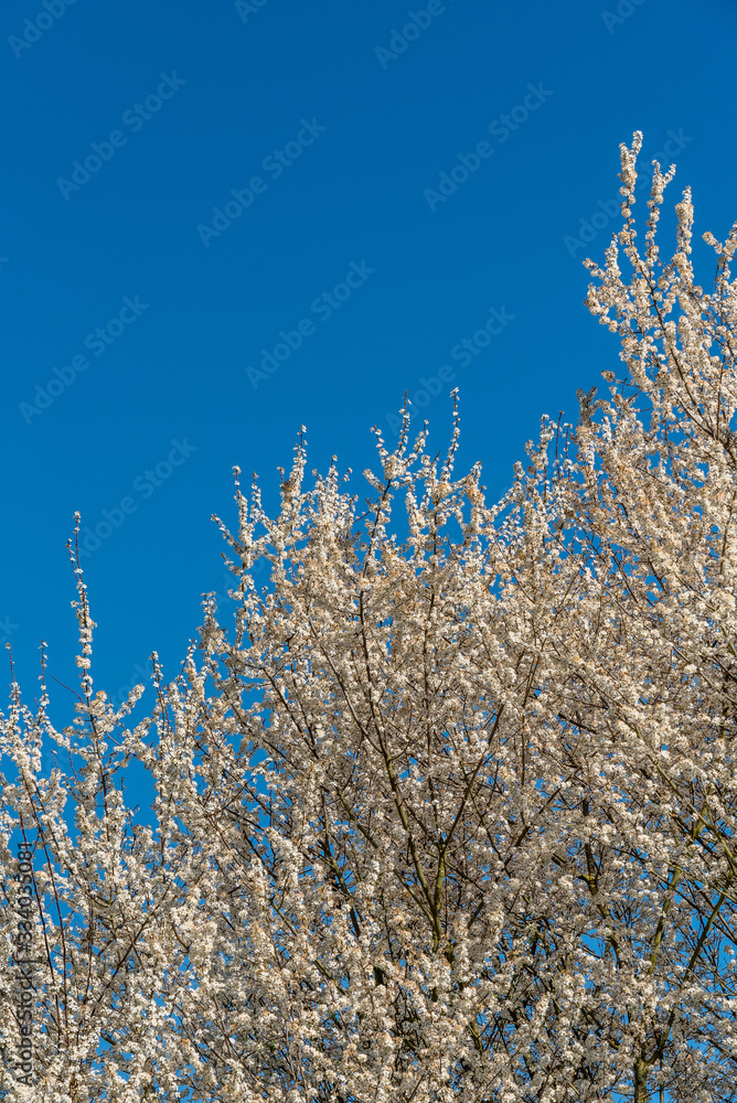 White blossoms on an ornamental tree against a clear blue sky White blossoms on an ornamental tree against a clear blue sky