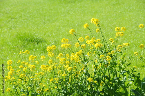 菜の花 鹿児島県出水市