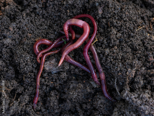 Californian red worm on top of compost pile.