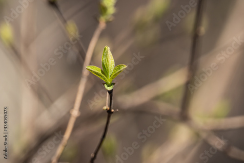 Honeysuckle Leaves Sprouting in Springtime