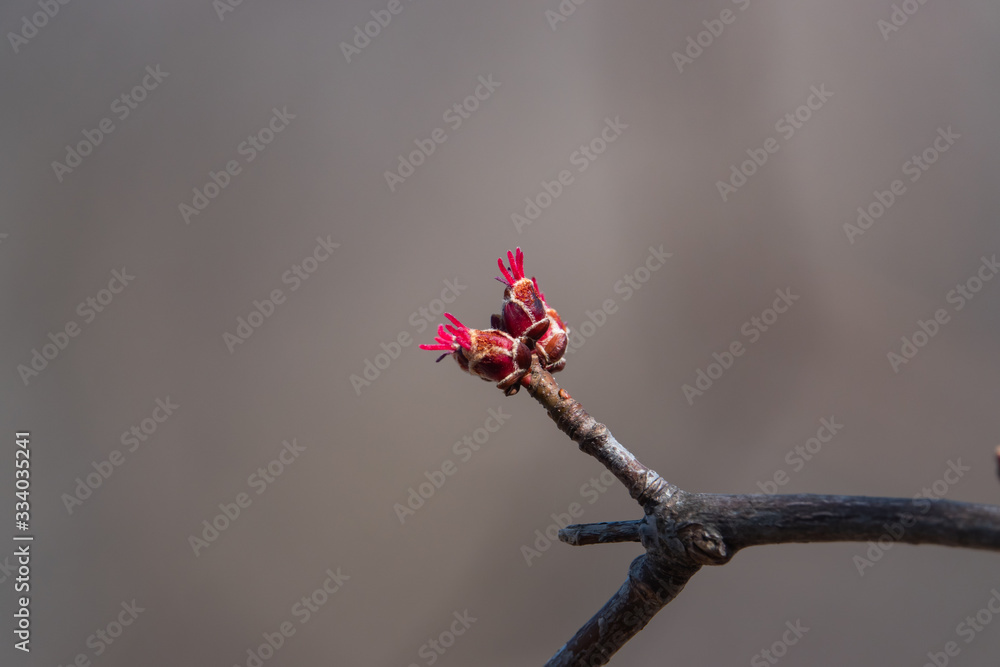 Silver Maple Buds Sprouting in Springtime Silver Maple Buds Sprouting in Springtime