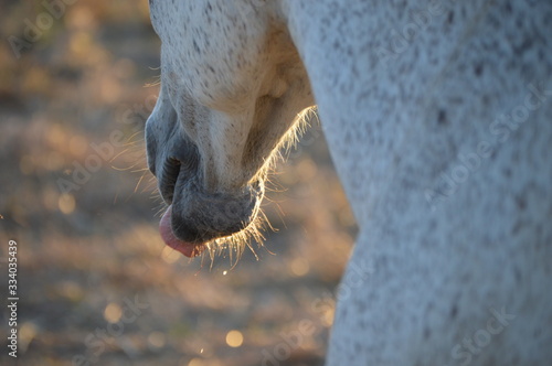 Cheval se léchant après avoir bu