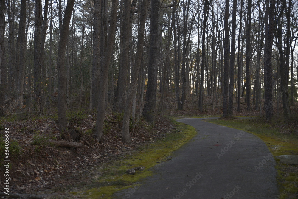 wooded path wooded path
