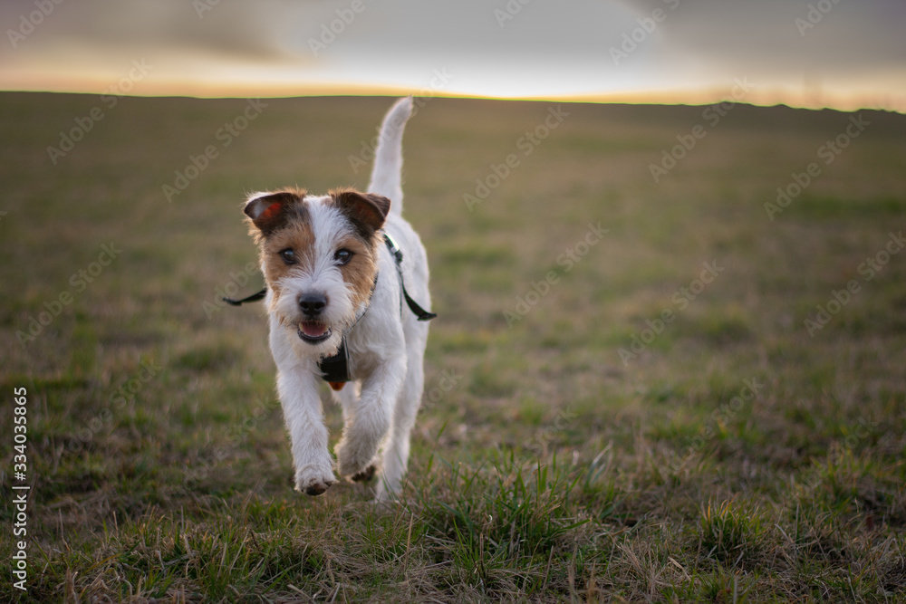 Running Parson Russell Terrier