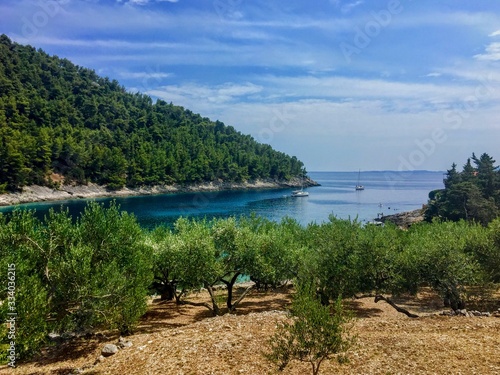 A view of olive trees planted on a rocky terrace on the island of Korcula, in Croatia.  In the background is a beautiful bay beside the beach of Pupnatska Luka. photo