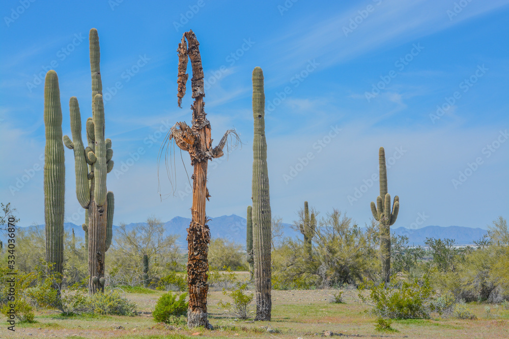 A dead Saguaro Cactus (Carnegiea Gigantea) among healthy ones in the Estrella Mountain Regional Park, Goodyear, Maricopa County, Arizona USA