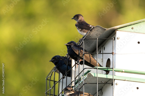 Purple martin Progne subis birds cluster into a bird house photo