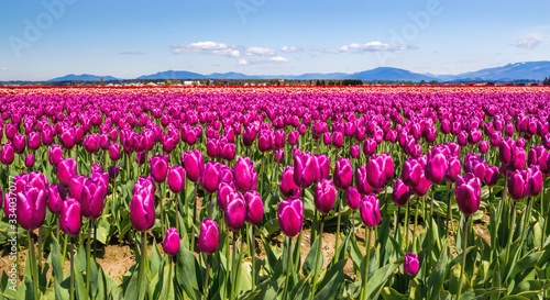 Field of purple tulips
