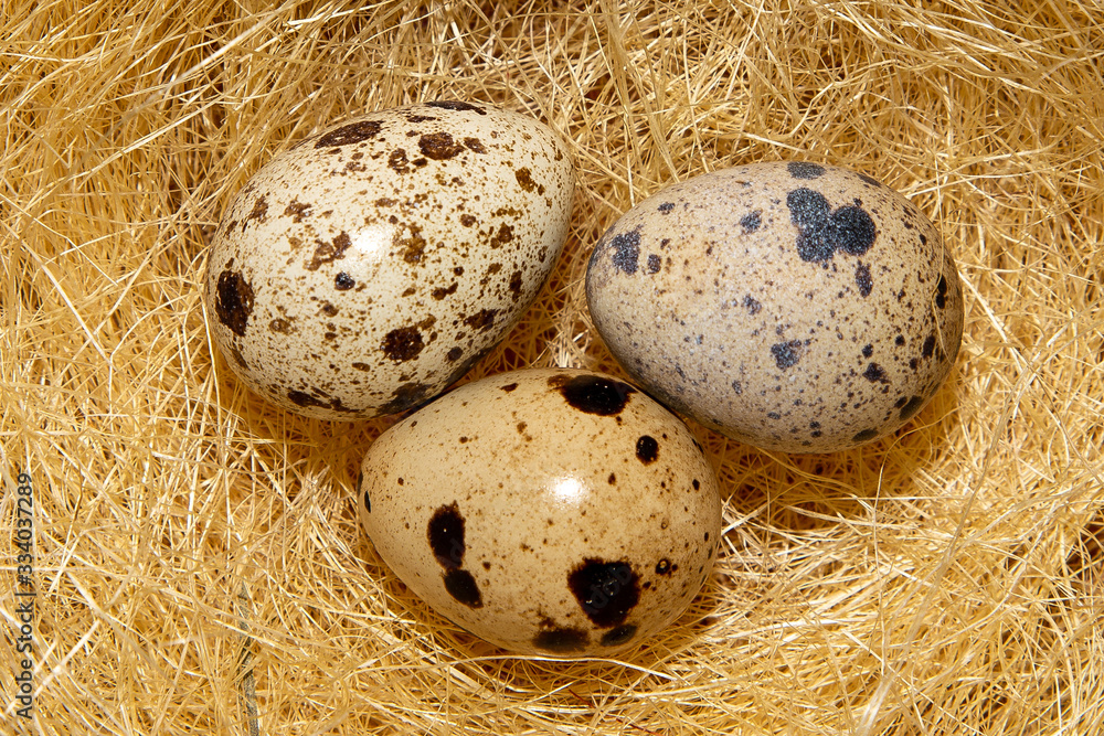 Easter quail eggs in the decorative nest closeup. Easter concept. Happy Easter greeting card. Easter quail eggs in the decorative nest closeup. Easter concept. Happy Easter greeting card.