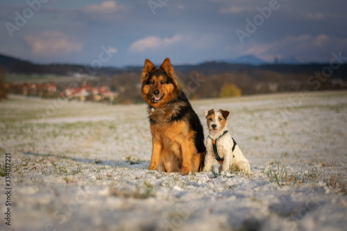 Portrait of German Shepherd and Parson Russell Terrier on the Snow