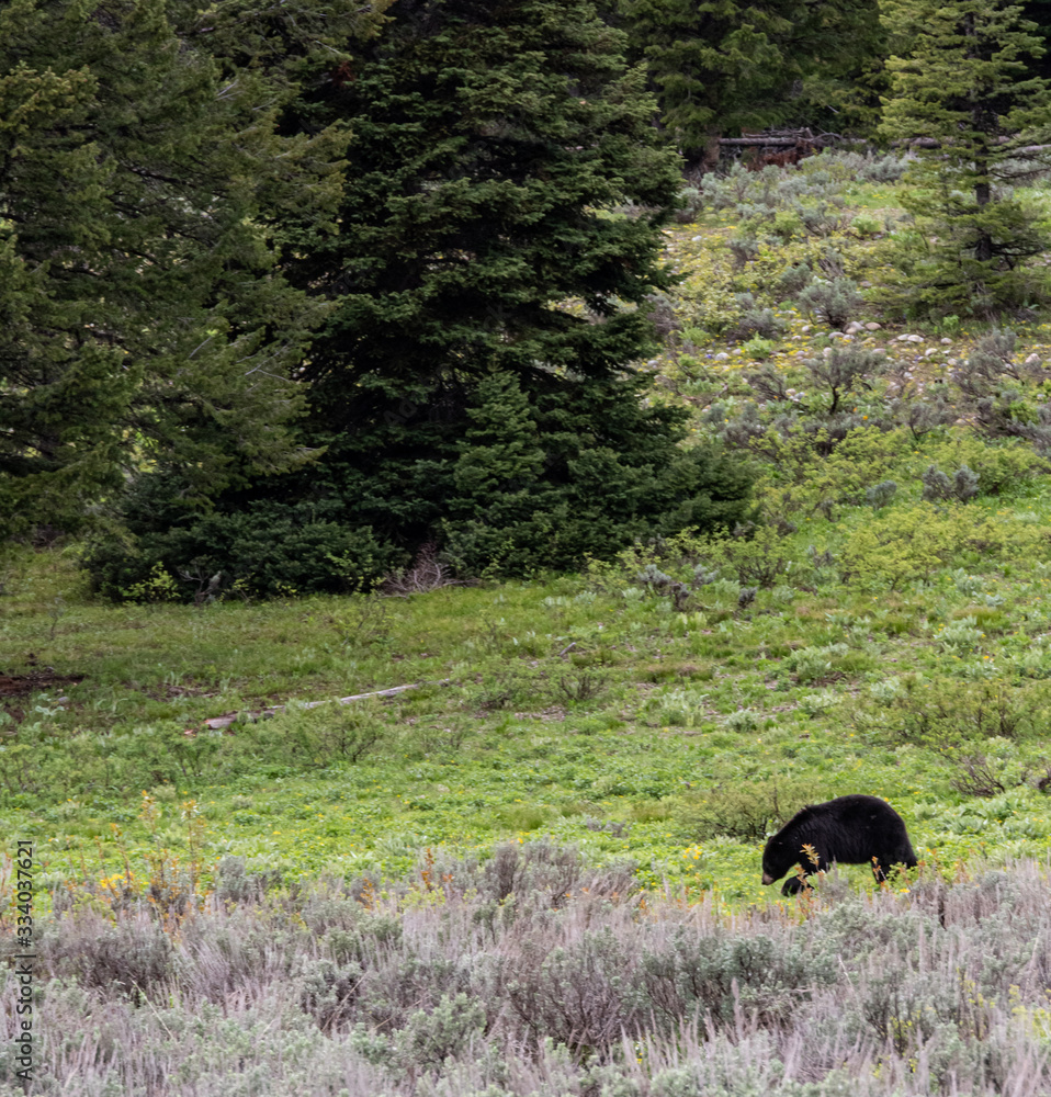Bear looking for food on the edge of woods Bear looking for food on the edge of woods