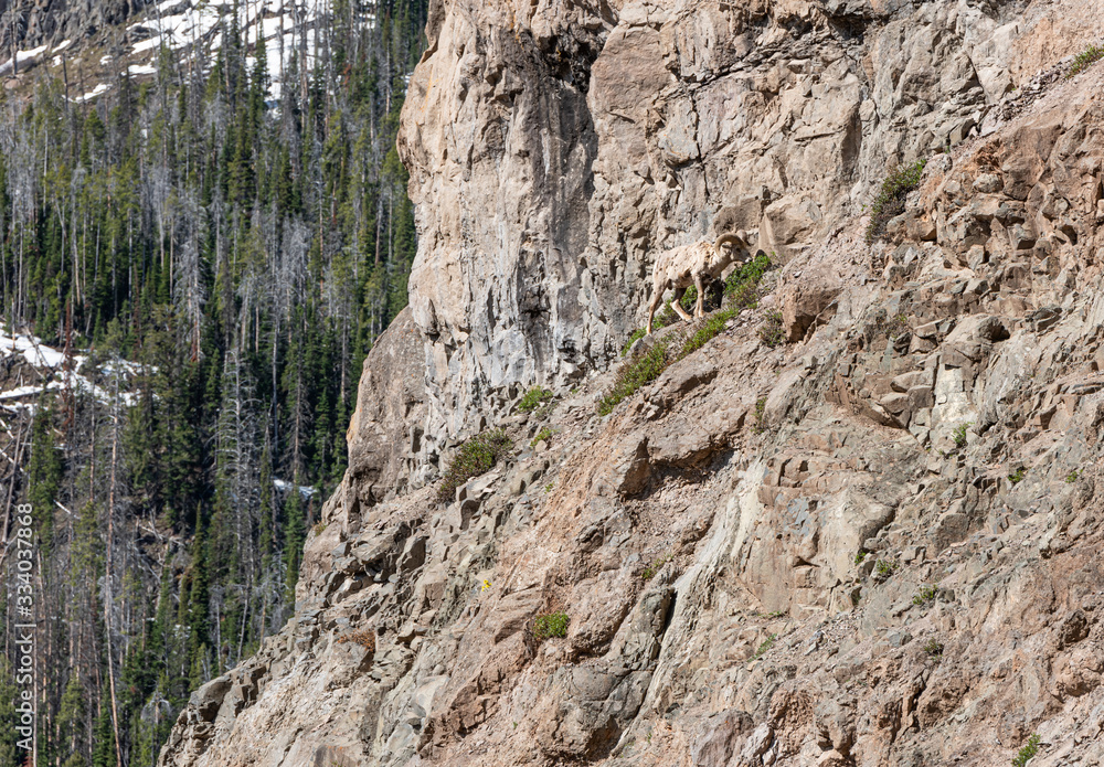 Mountain goat on cliff edge